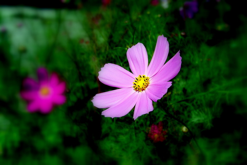 一朵花 摄影 茹茄