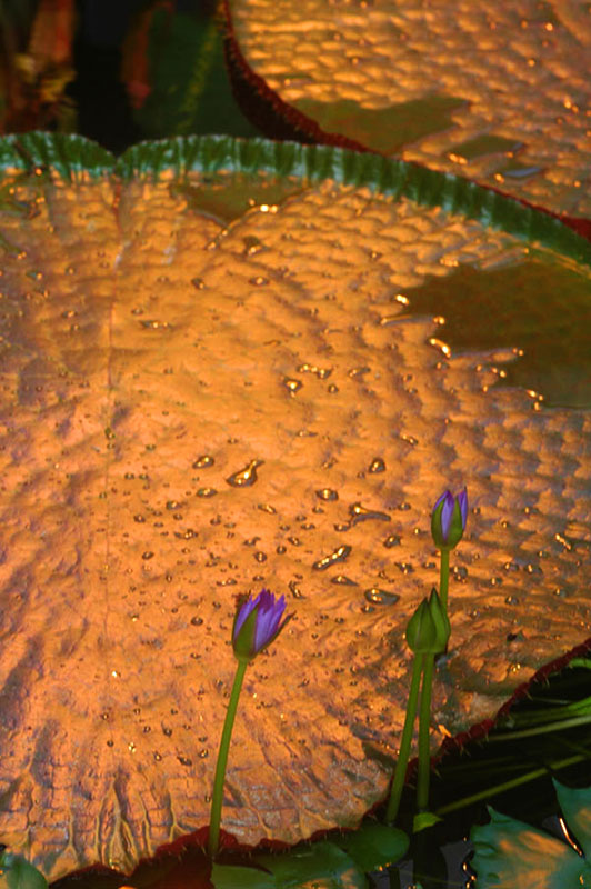 荷花 摄影 雨中行者