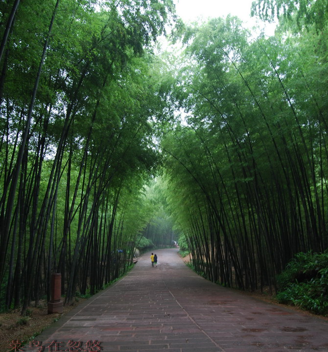 竹恋 摄影 菜鸟在忽悠