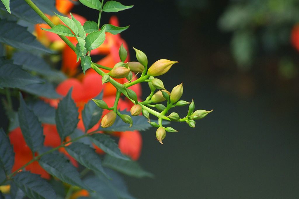 花儿美 摄影 向望