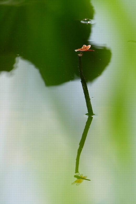 蜻蜓 摄影 句吴潜人