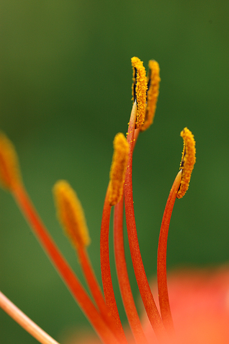 花蕊 摄影 古堤