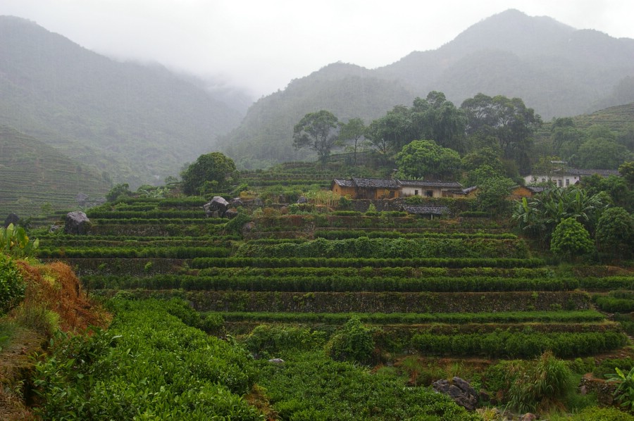 烟雨茶山 摄影 铁砂工夫