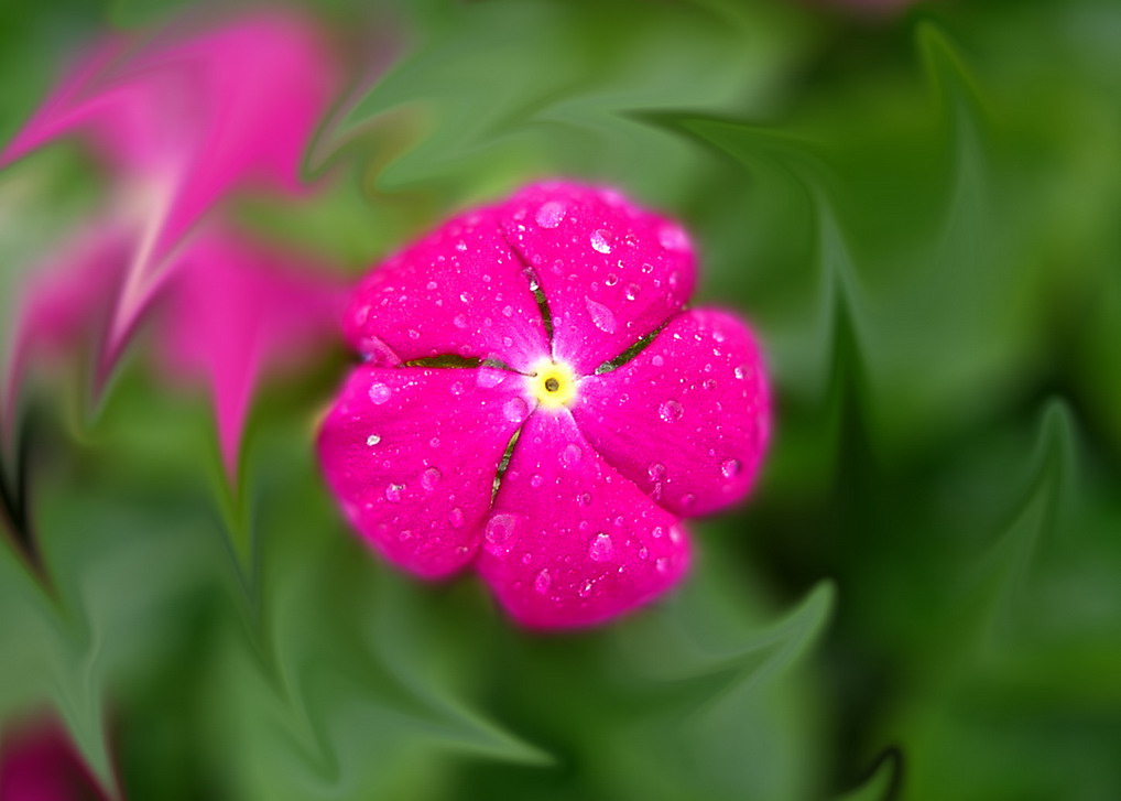 雨中的小花朵 摄影 新自由人