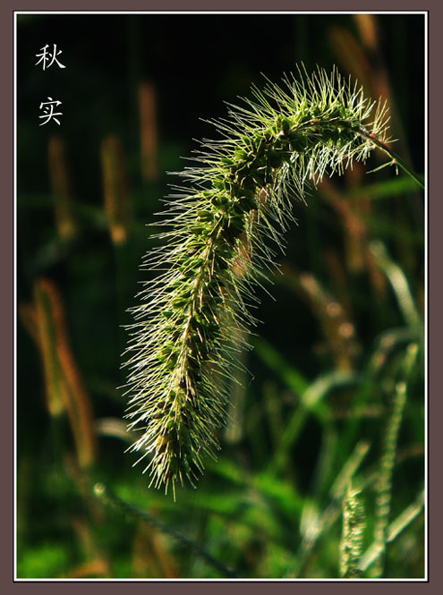 秋实 摄影 黔山秀水