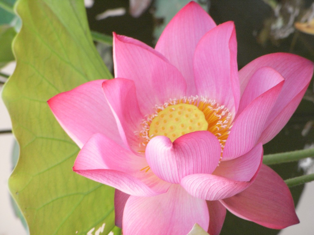荷花 摄影 李探花