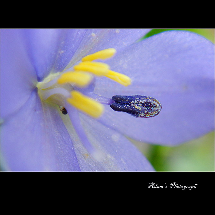 雌蕊花粉 摄影 AdamHsu