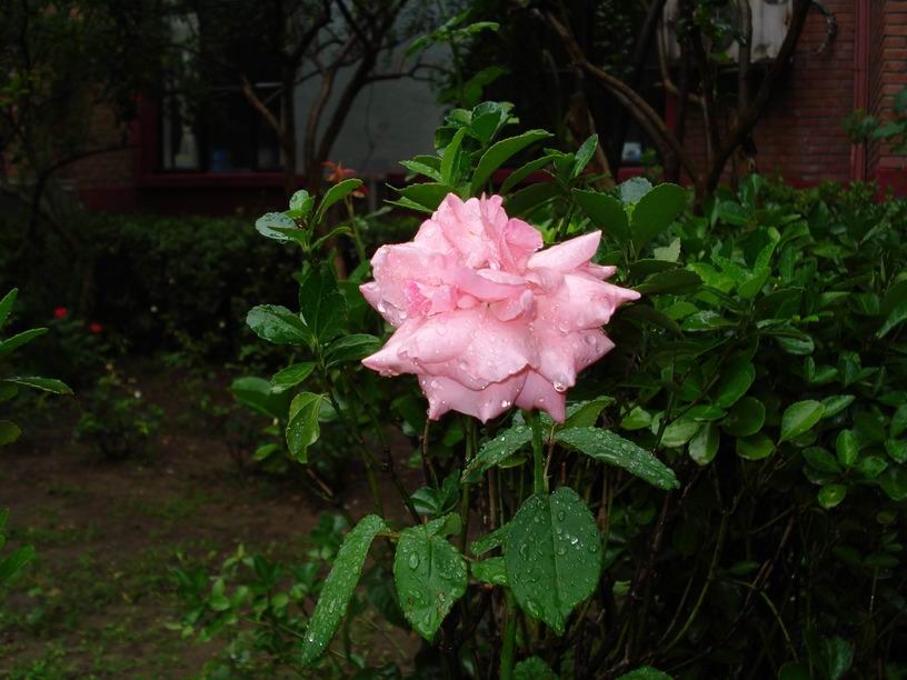 flower in the garden 摄影 littleant08