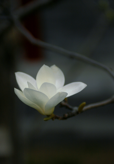 玉兰花开 摄影 .夜猫子.