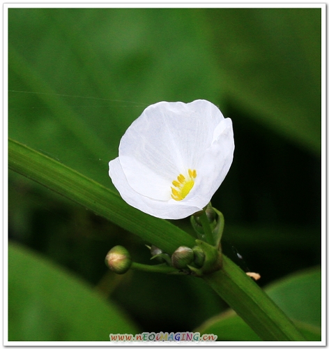 小花 摄影 小老鼠