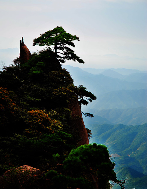 三清山风光（5）—企鹅松涛 摄影 青春宝