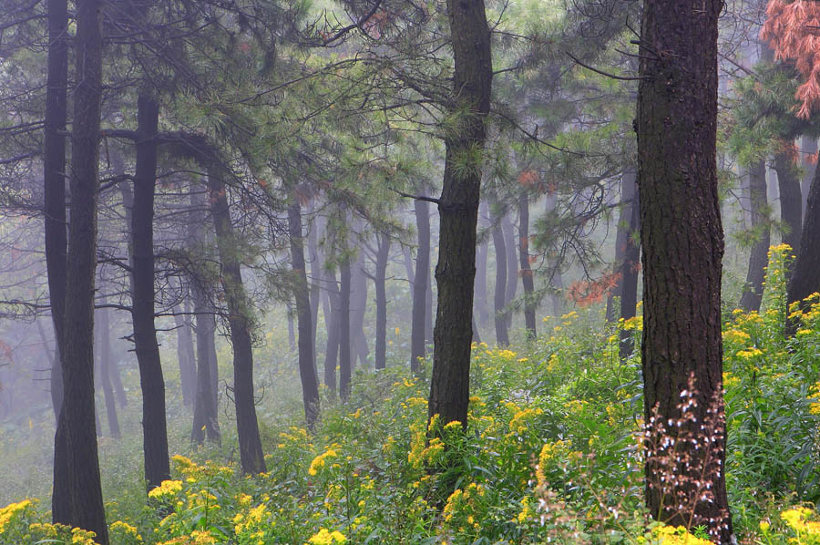 王莽岭风光 摄影 forestphoto