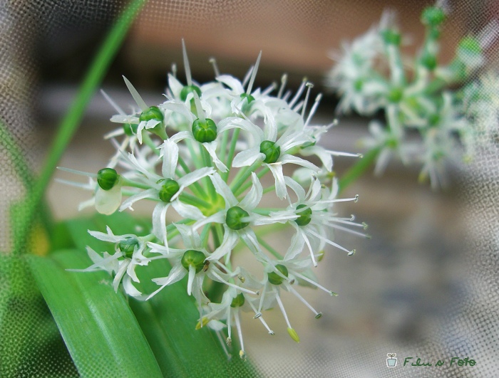 神仙菜花 摄影 filu