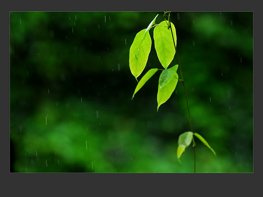 雨中的绿叶 摄影 干干