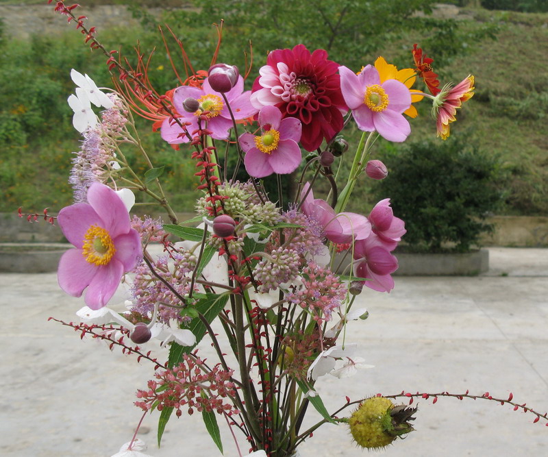 重庆山花 摄影 沁沁