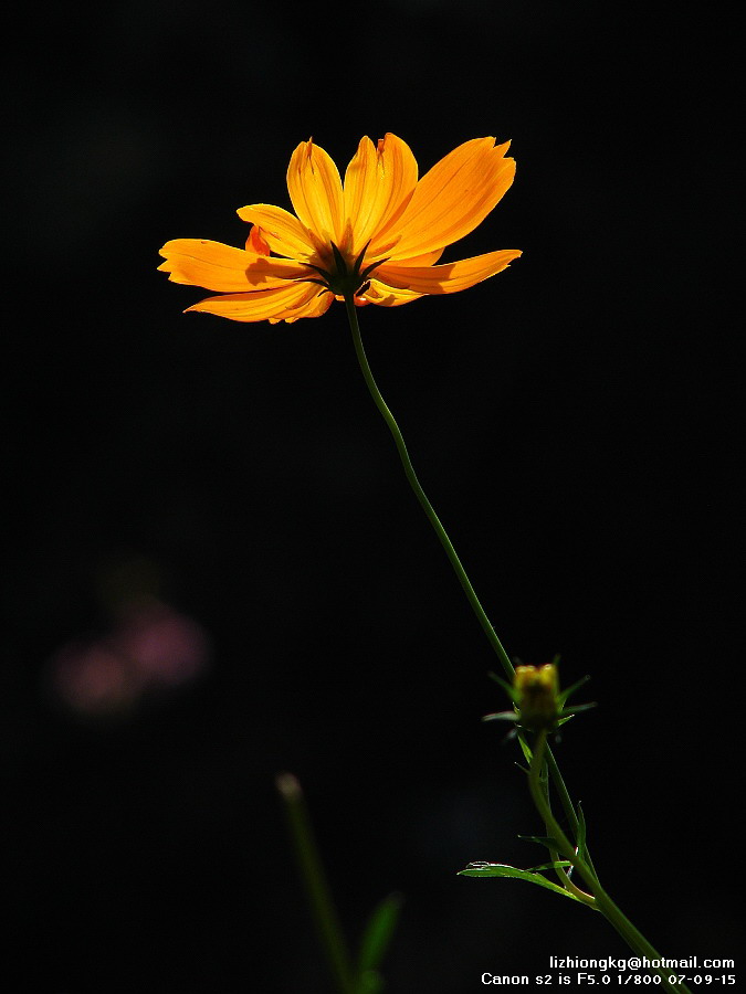 花—影之魅 摄影 老板凳