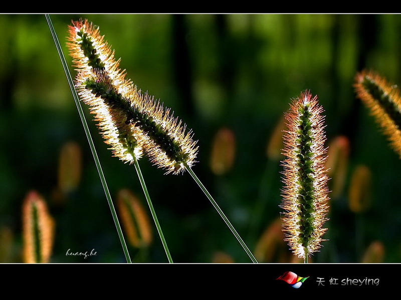 逆光小草 摄影 天虹