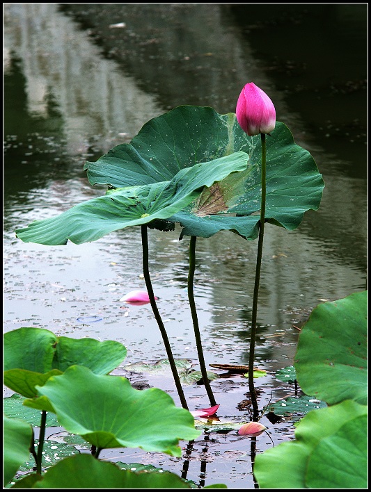 荷花 摄影 minghsing