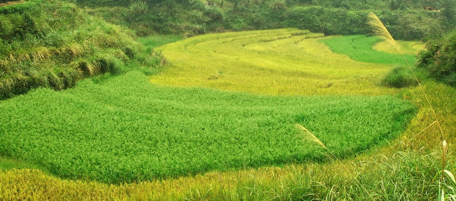 垄上行 摄影 溪里峰