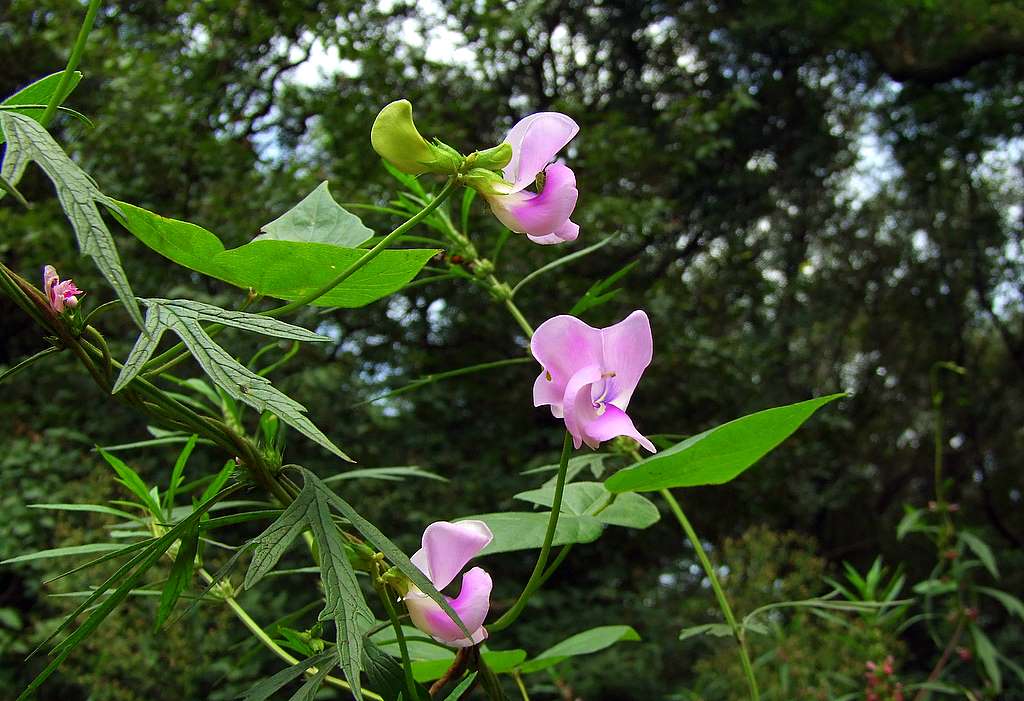 ‘山花烂漫’ 摄影 田夫