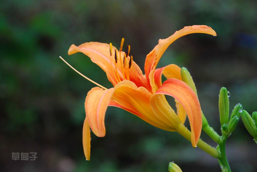 野黄花 摄影 草甸子