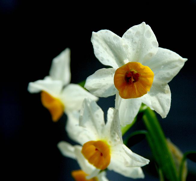 水仙花 摄影 梅花