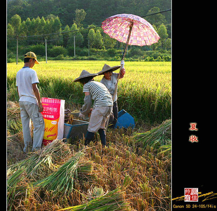 夏收 摄影 广信特首