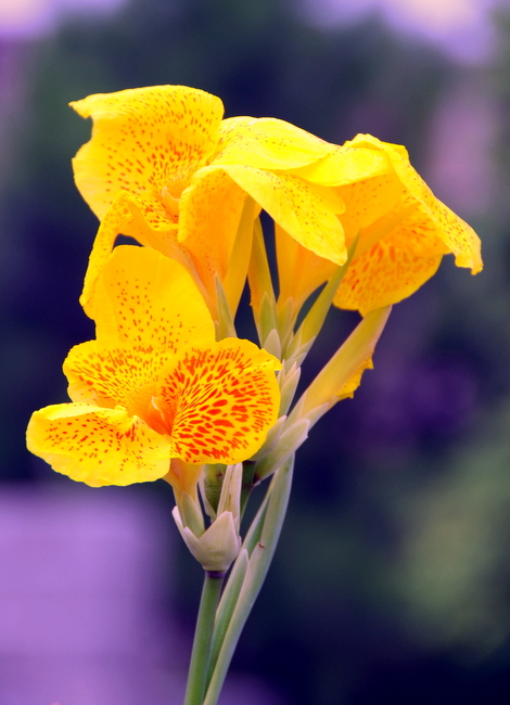 芭蕉花 摄影 永远顺风