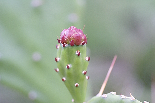 仙人掌花 摄影 qcw