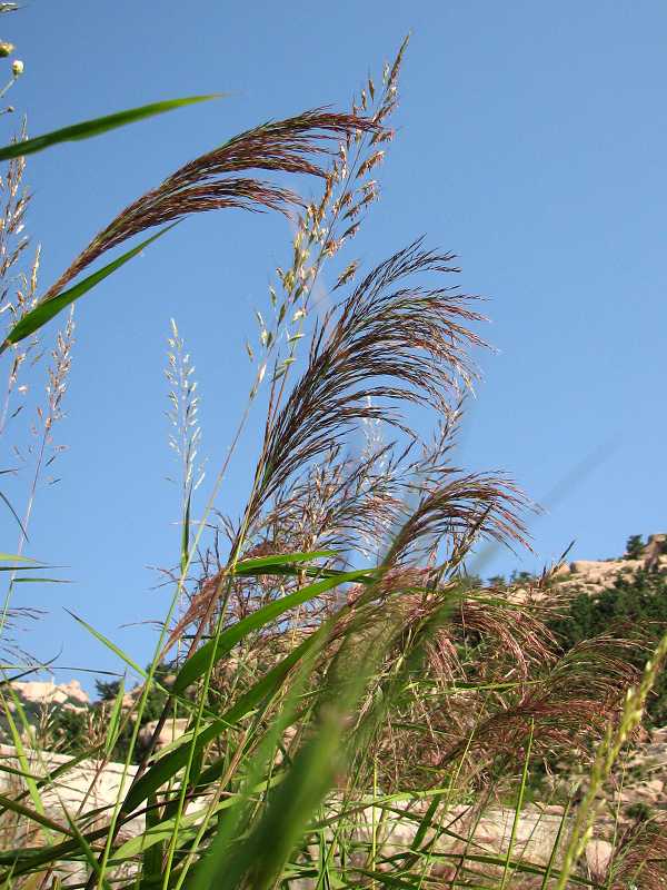 野草 摄影 崂山人家