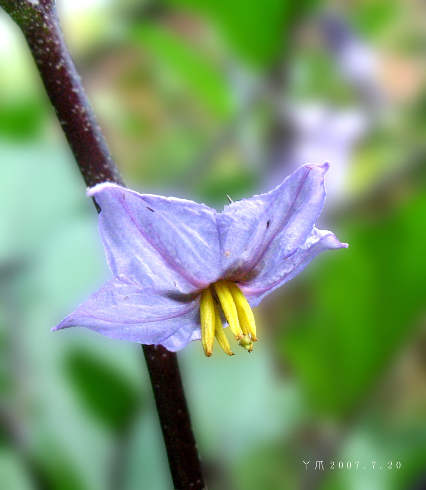 农家菜花 摄影 丫爪