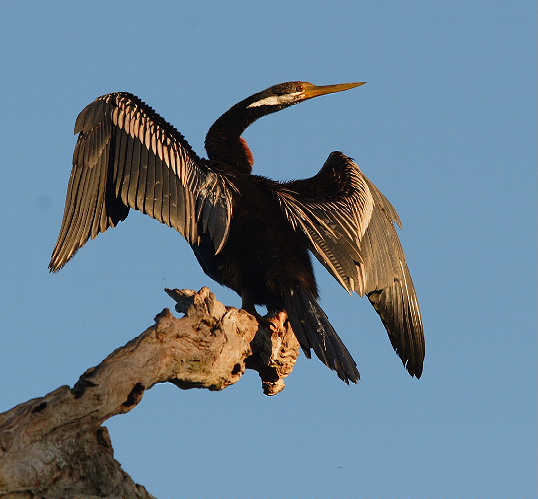 Anhinga novaehollandiae 摄影 南归二怪