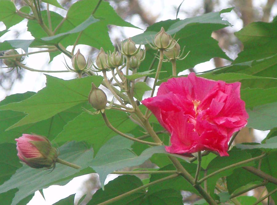 芙蓉俏 摄影 高原苍松