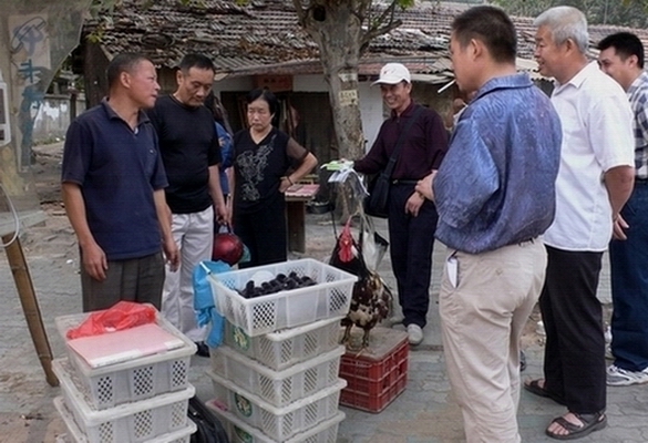 大公鸡的代－活广告 摄影 东方中华