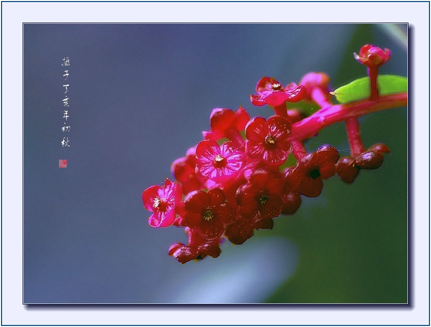 "梅"影迎秋 摄影 文竹细雨