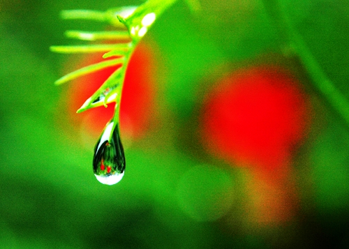 一点红 摄影 孤日夕阳