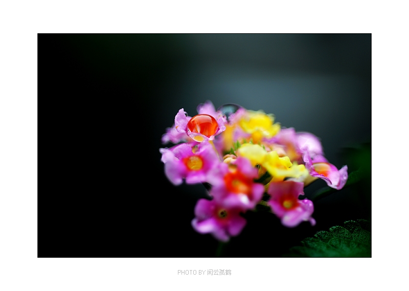 雨后的色彩 摄影 闲云的孤鹤