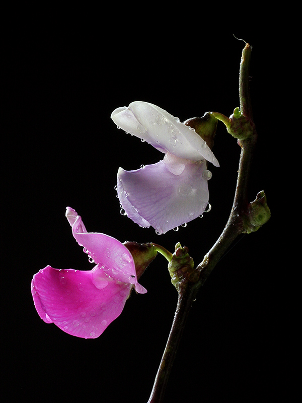 豆角花 摄影 raintung