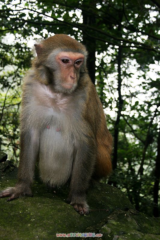 庐山猴 摄影 艺圃花匠