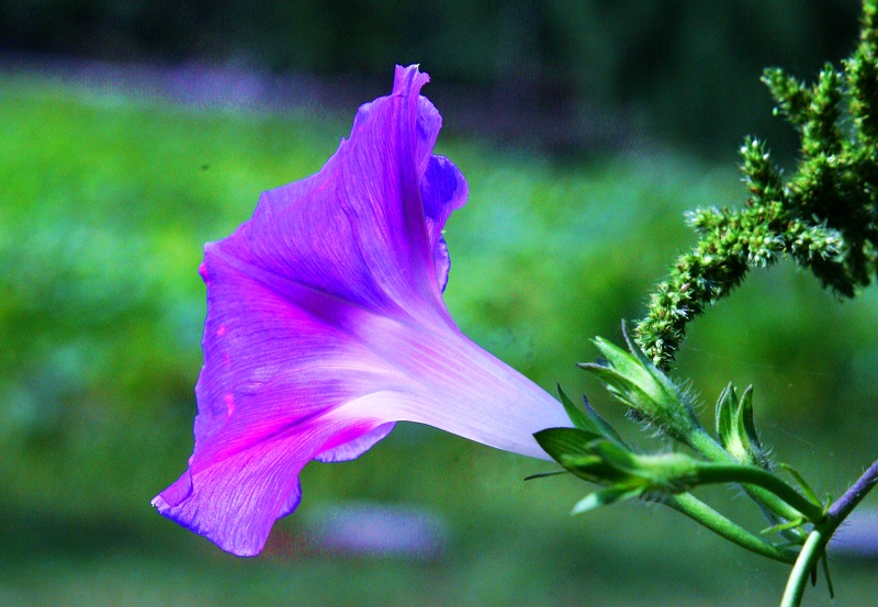 牵牛花 摄影 wenqing