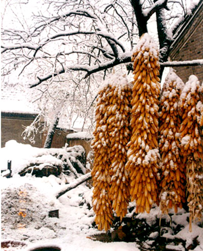 瑞雪兆丰年 摄影 仓海一俗