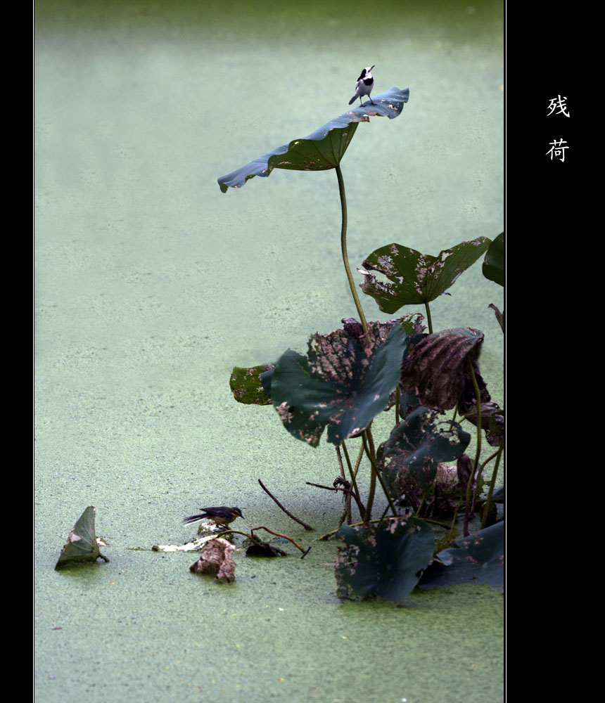 残荷 摄影 雨山中人