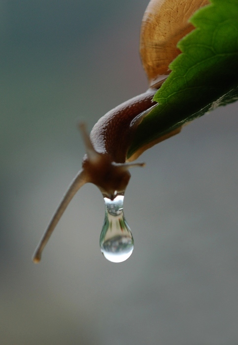 蜗牛吐泪 摄影 灵枝草