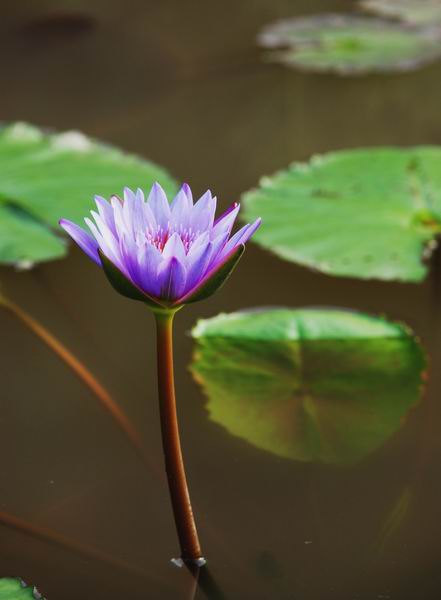 在水中 摄影 沙漠加油站