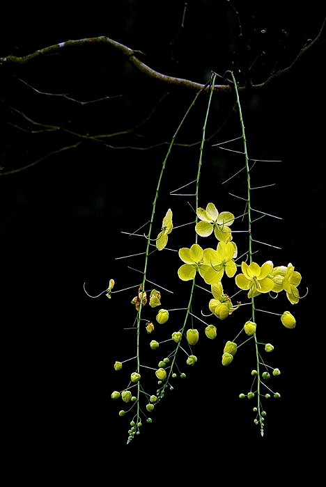 腊肠花01 摄影 老AO