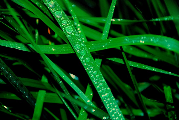 草.水 摄影 时间碎片