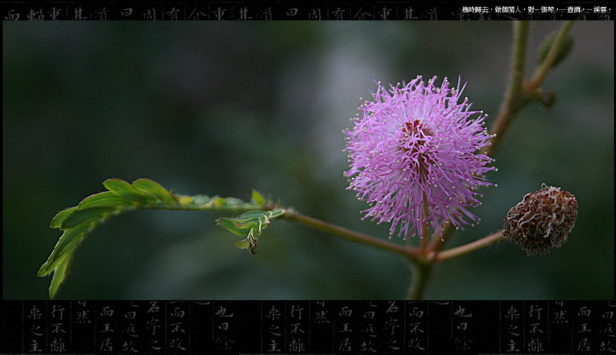 奇异的花--含羞草 摄影 tiankan