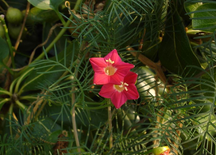 茑萝 摄影 青花瓷