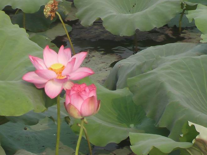 并蒂莲 摄影 清香百合