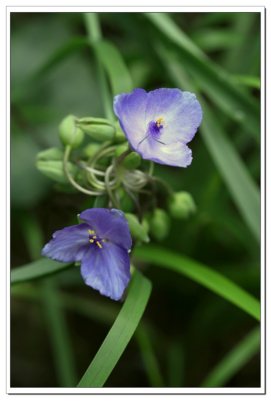 小花儿 摄影 静沁